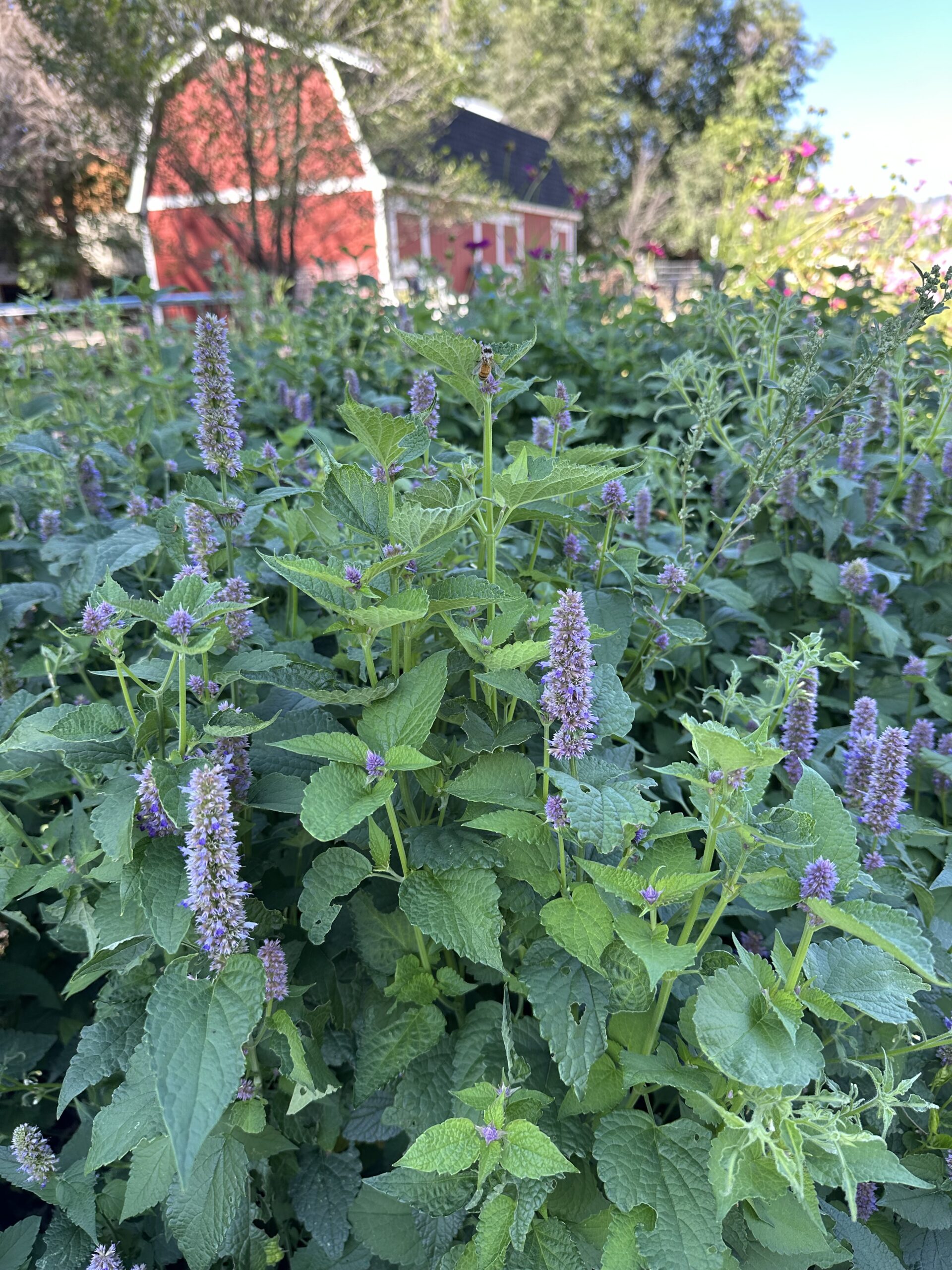 6 Week Summer Flower Club –  CSA Subscription Begins in July