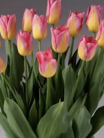 4 Week Tulip Bunch Club (pick-up from the flower stand in Laporte, CO) Local delivery available