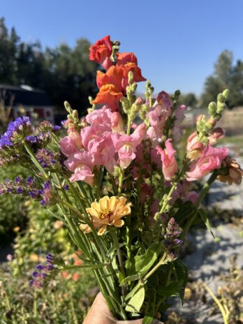 4 Week Summer Flower Club –  CSA Subscription begins in July